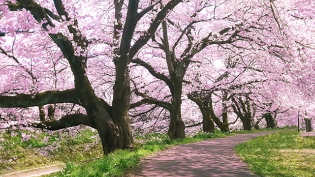 二俣川の桜並木（国道362号沿い）