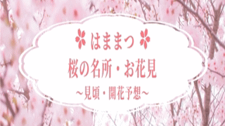 i-catch 桜の名所・お花見