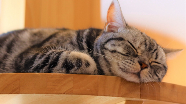 浜松市 猫カフェ