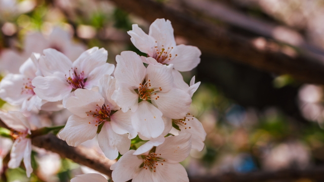 さくら・お花見 花川公園桜まつり