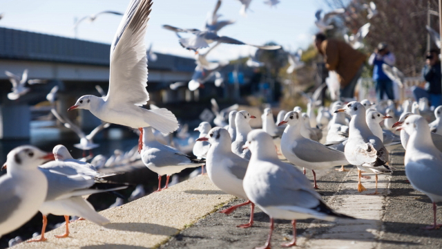 天竜浜名湖鉄道（天浜線）佐久米駅 ユリカモメ